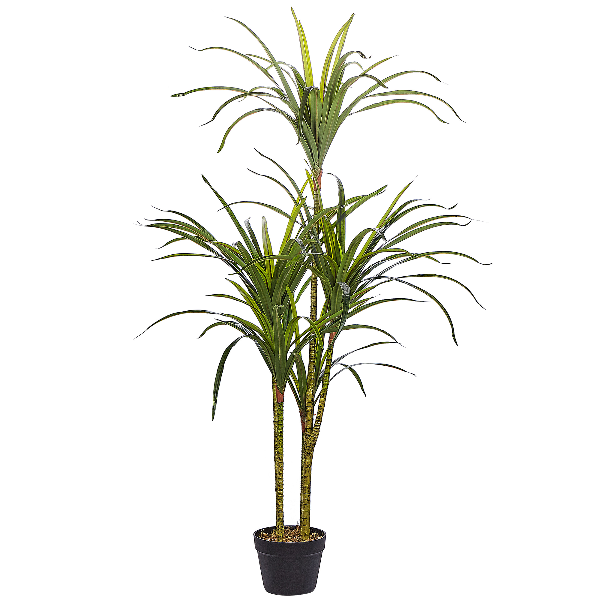 Konstgjord växt DRACAENA ANITA 147 cm Grön