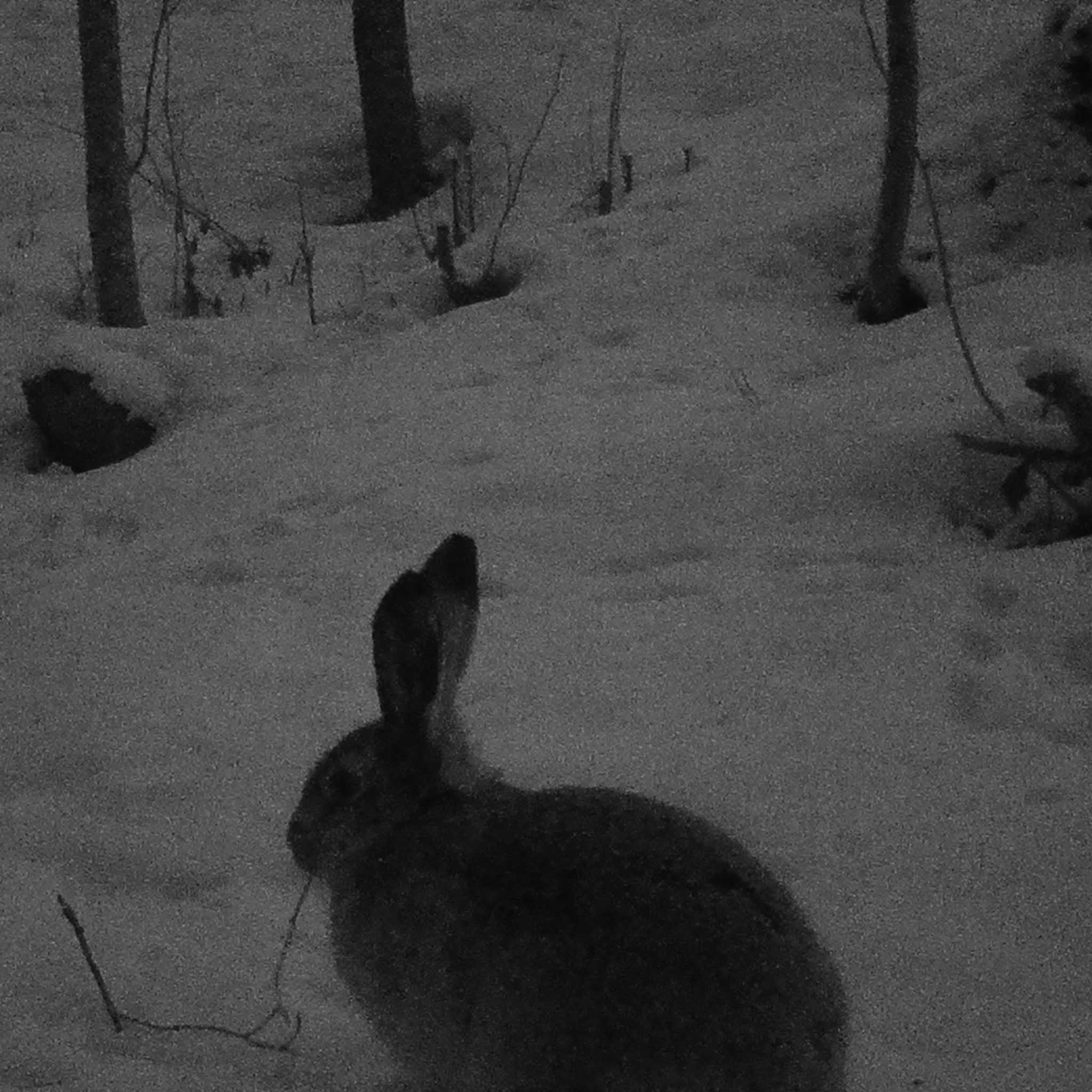 Åtelkamera Premium, sändande 4G LTE - Trekker